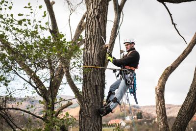 Tree Trimming Insurance in Long Beach, CA by Dunagan Insurance